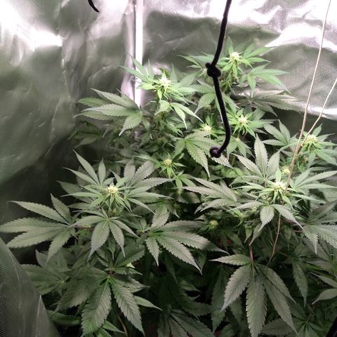 Haze Berry growlog timeline photo