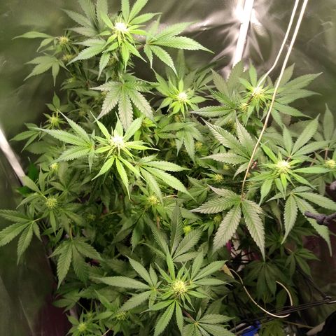 Haze Berry growlog timeline photo