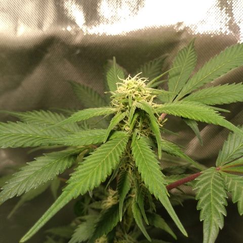 Haze Berry growlog timeline photo