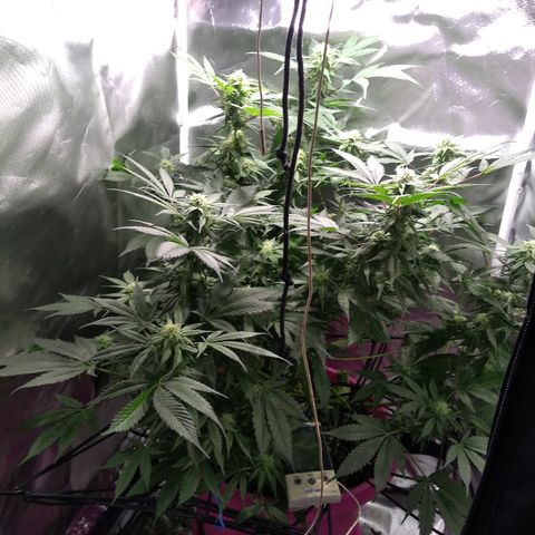 Haze Berry growlog timeline photo