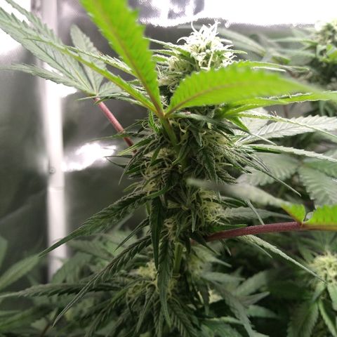 Haze Berry growlog timeline photo