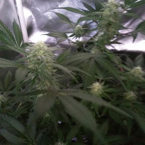 Haze Berry growlog timeline photo