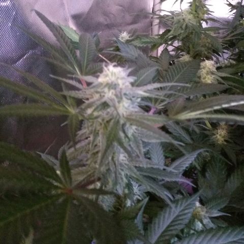 Haze Berry growlog timeline photo