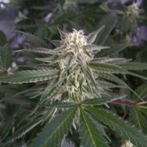 Haze Berry growlog timeline photo