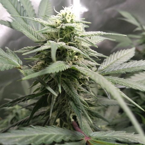 Haze Berry growlog timeline photo