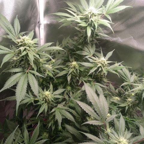 Haze Berry growlog timeline photo