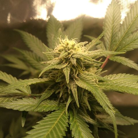 Haze Berry growlog timeline photo