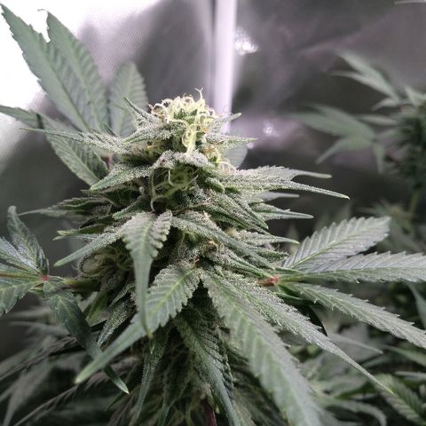 Haze Berry growlog timeline photo