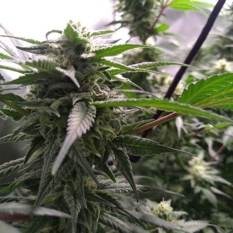 Haze Berry growlog timeline photo