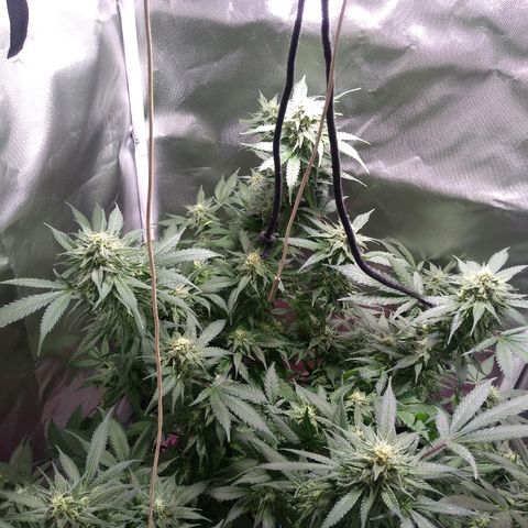 Haze Berry growlog timeline photo