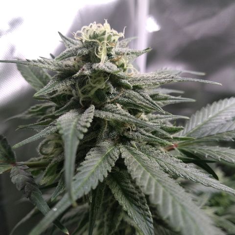 Haze Berry growlog timeline photo
