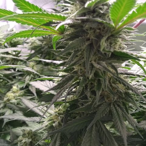Haze Berry growlog timeline photo