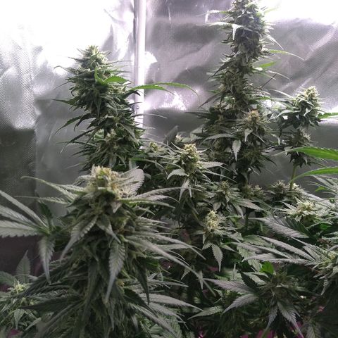 Haze Berry growlog timeline photo