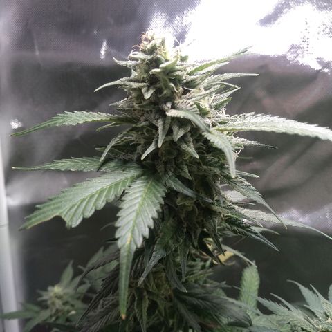 Haze Berry growlog timeline photo