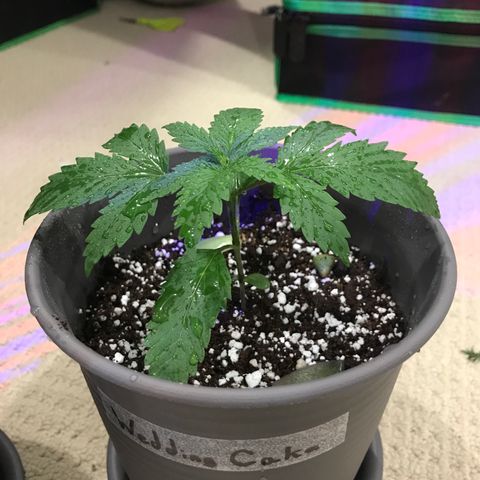 Wedding Cake growlog timeline photo