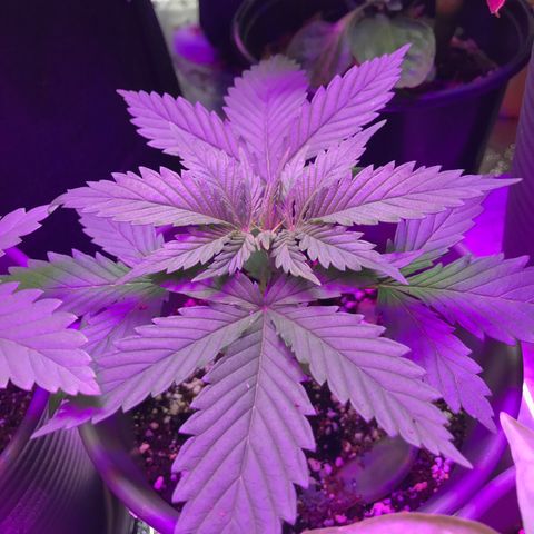 Wedding Cake growlog timeline photo