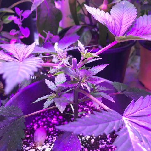 Wedding Cake growlog timeline photo