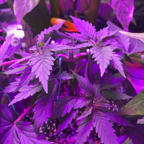 Wedding Cake growlog timeline photo