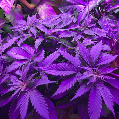 Wedding Cake growlog timeline photo
