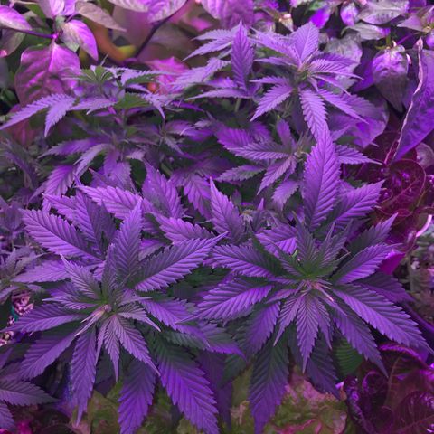 Wedding Cake growlog timeline photo