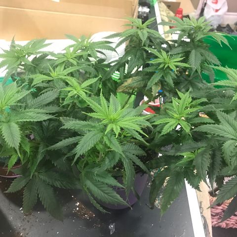 Wedding Cake growlog timeline photo