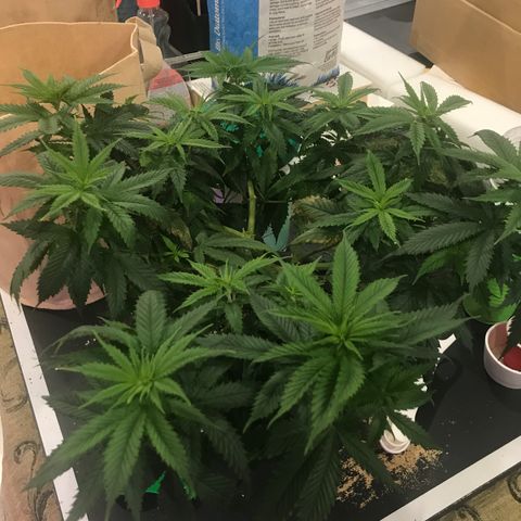 Wedding Cake growlog timeline photo