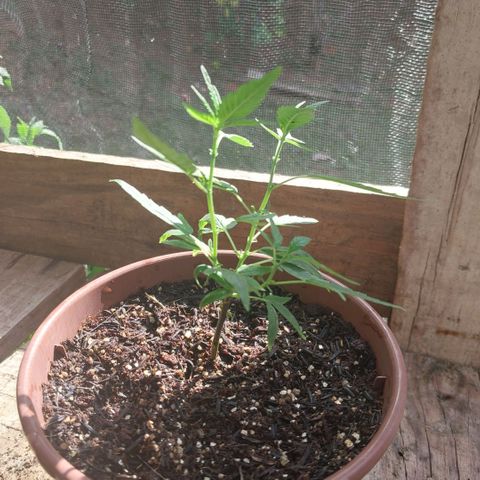 Gorila growlog timeline photo