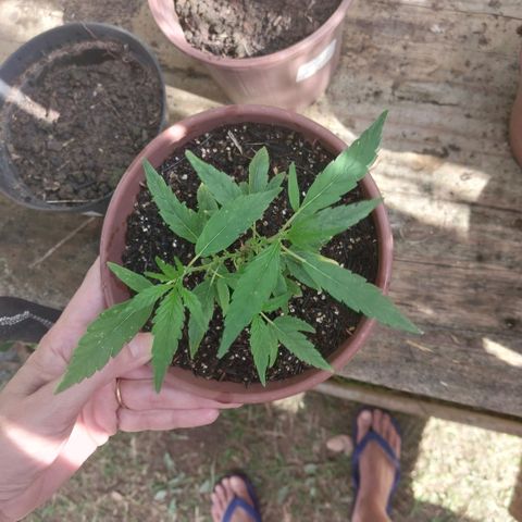 Gorila growlog timeline photo