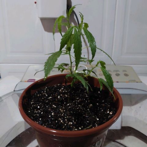Gorila growlog timeline photo