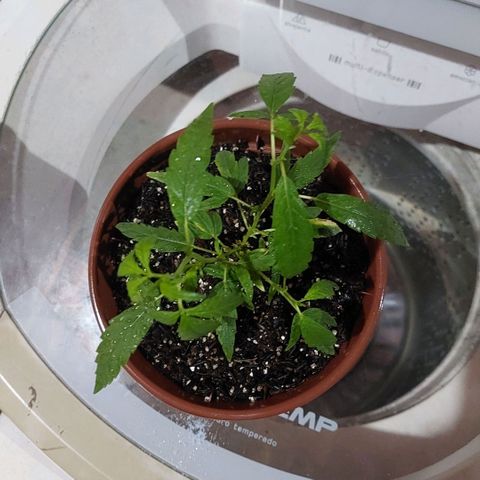 Gorila growlog timeline photo