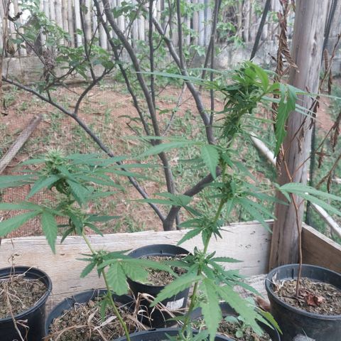 Gorila growlog timeline photo