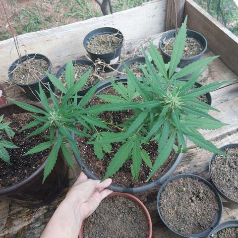 Gorila growlog timeline photo