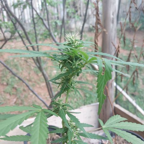 Gorila growlog timeline photo