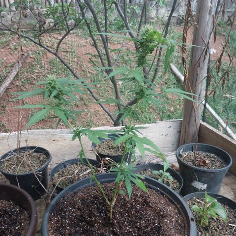 Gorila growlog timeline photo