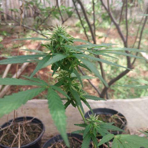 Gorila growlog timeline photo