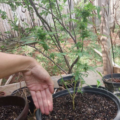 Gorila growlog timeline photo