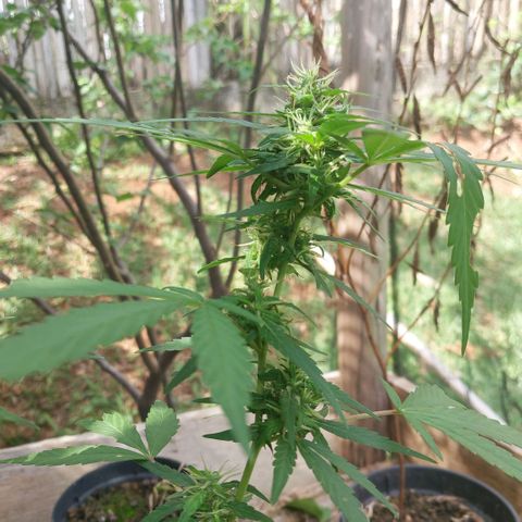 Gorila growlog timeline photo
