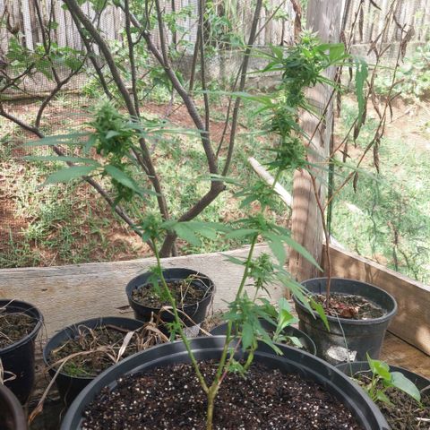 Gorila growlog timeline photo