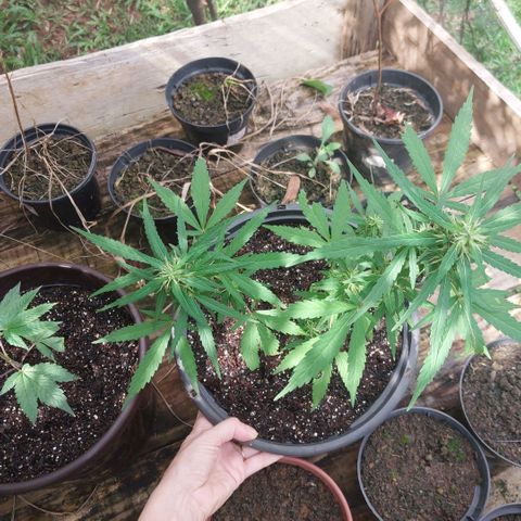 Gorila growlog timeline photo