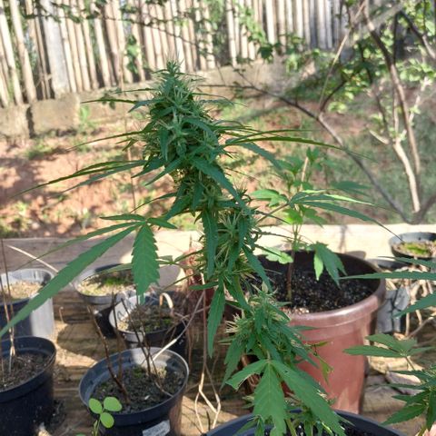 Gorila growlog timeline photo