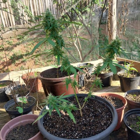 Gorila growlog timeline photo