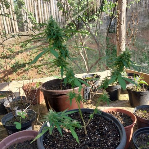 Gorila growlog timeline photo