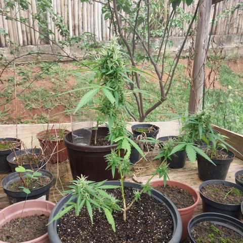Gorila growlog timeline photo