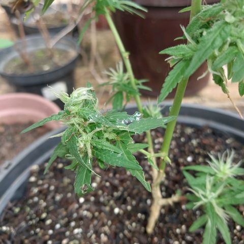 Gorila growlog timeline photo