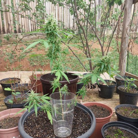Gorila growlog timeline photo