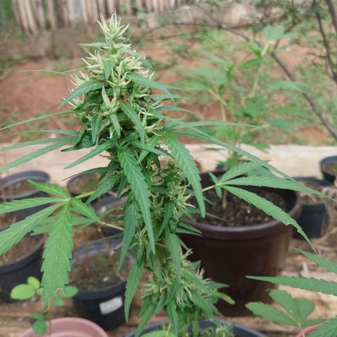 Gorila growlog timeline photo