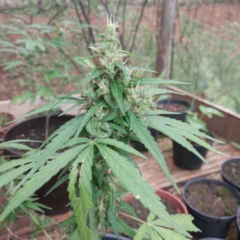Gorila growlog timeline photo