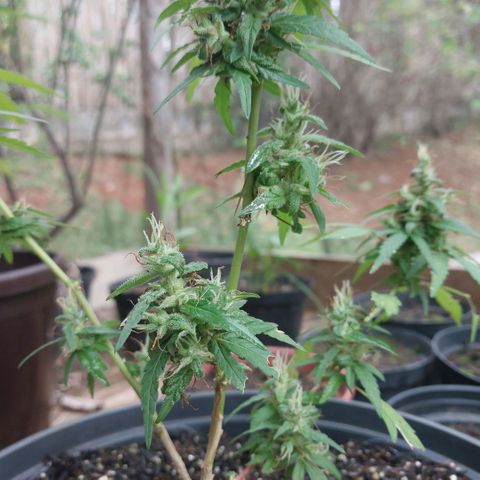 Gorila growlog timeline photo