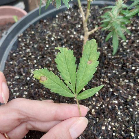 Gorila growlog timeline photo