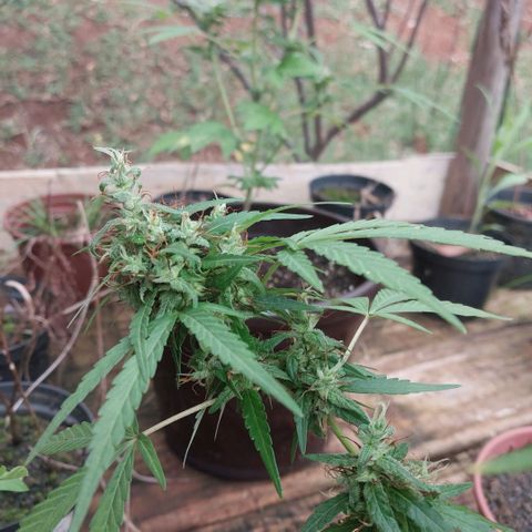 Gorila growlog timeline photo